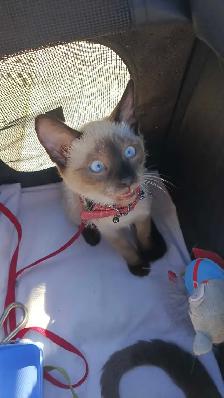 LAST FEMALE SIAMESE READY NOW - Photo 4