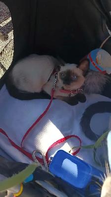 LAST FEMALE SIAMESE READY NOW - Photo 5