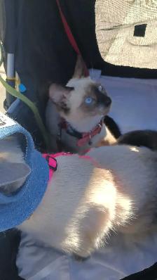 LAST FEMALE SIAMESE READY NOW - Photo 6
