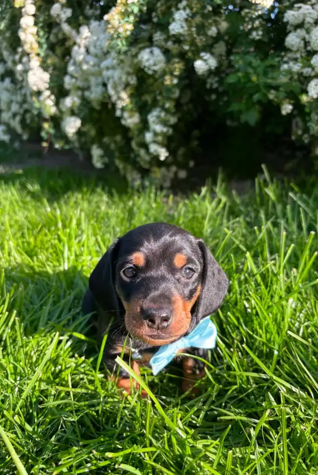 Miniature daschund $1,800