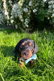 Miniature daschund $1,800