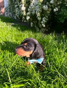 Miniature daschund $1,800 - Photo 2