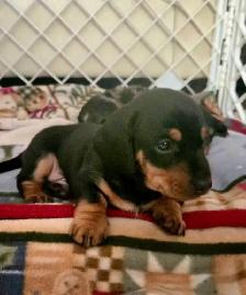 Miniature daschund $1,800 - Photo 3