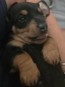 Miniature daschund $1,800 - Photo 4
