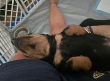 Miniature daschund $1,800 - Photo 5