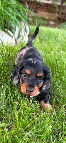 Miniature daschund $1,800 - Photo 6