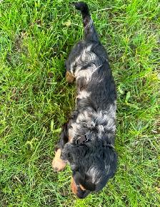Miniature daschund $1,800 - Photo 7