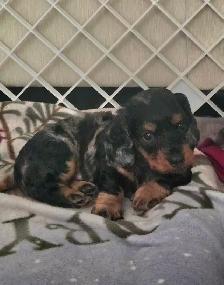 Miniature daschund $1,800 - Photo 8