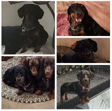 Miniature daschund $1,800 - Photo 9