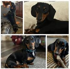 Miniature daschund $1,800 - Photo 10