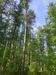 Standing Timber Wanted