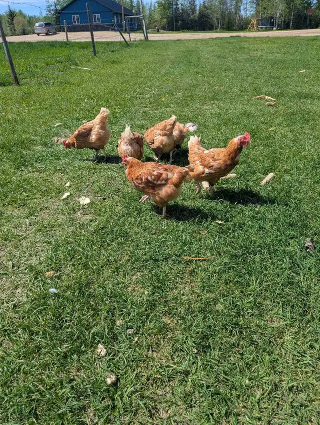 laying hens