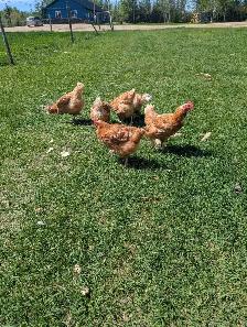 laying hens