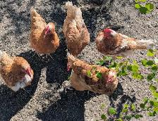 laying hens - Photo 2