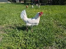 laying hens - Photo 3