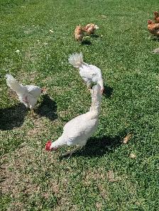 laying hens - Photo 4