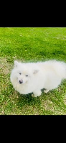 Rehoming American Eskimo