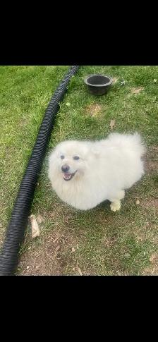 Rehoming American Eskimo - Photo 2
