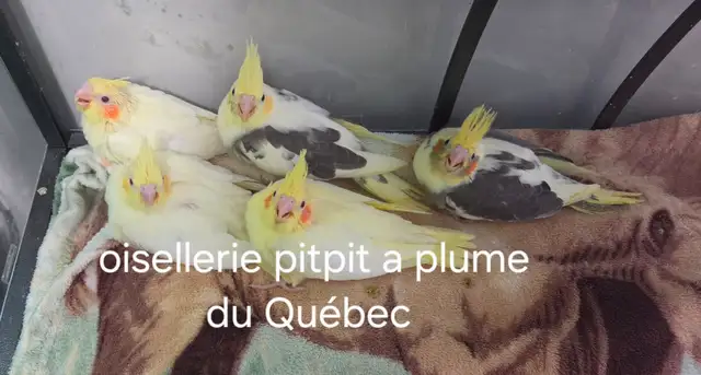 Cockatiel Et touis Catherine