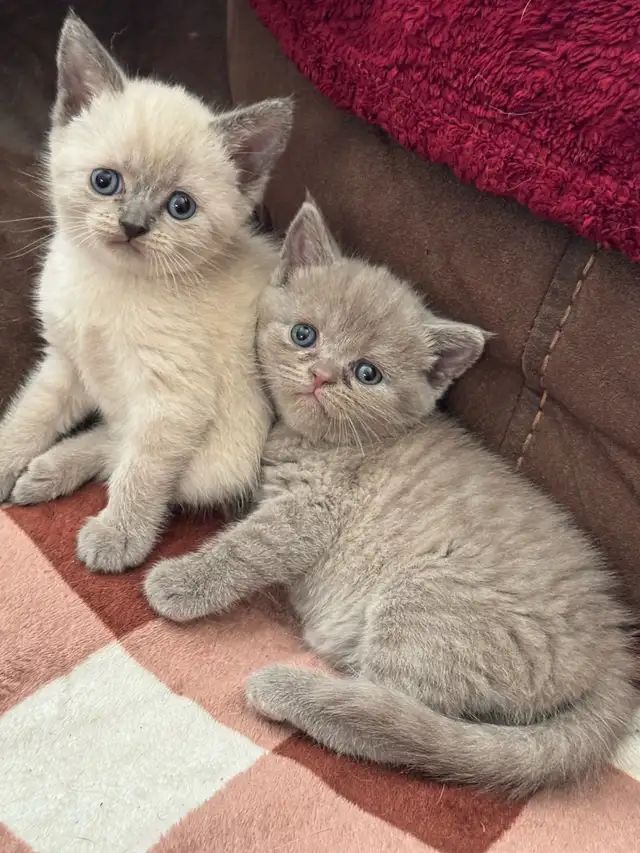 Scottish fold Siamese babies