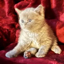 Scottish fold Siamese babies - Photo 3