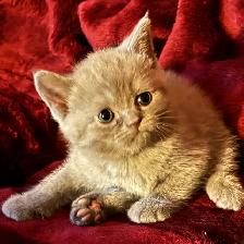 Scottish fold Siamese babies - Photo 4