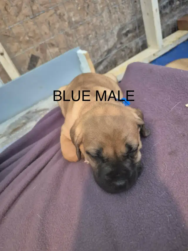 Mastiff Puppies