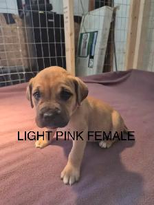 Mastiff Puppies - Photo 7