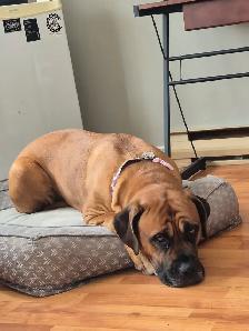 Mastiff Puppies - Photo 8