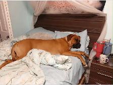 Mastiff Puppies - Photo 9