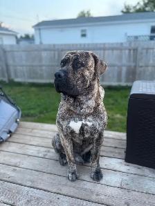 Mastiff Puppies - Photo 10