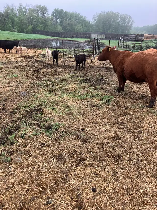 6 Cow Calf pairs Red angus Charolais Cross