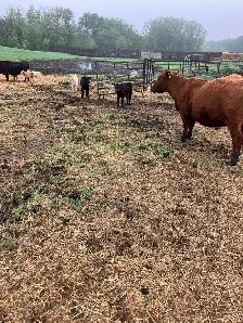 6 Cow Calf pairs Red angus Charolais Cross