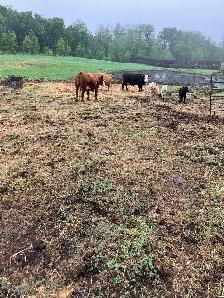 6 Cow Calf pairs Red angus Charolais Cross - Photo 2
