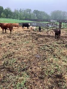 6 Cow Calf pairs Red angus Charolais Cross - Photo 3