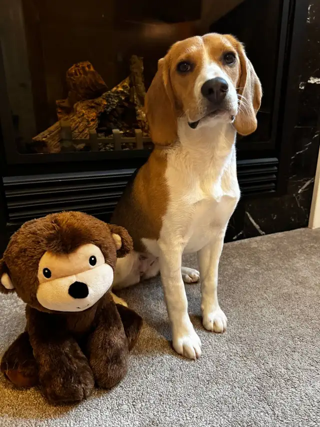 Adorable Beagle Puppy Looking for a Loving Home ❤️