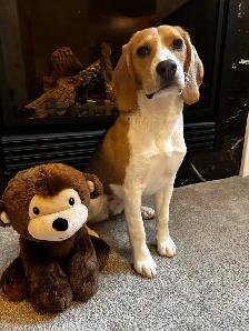 Adorable Beagle Puppy Looking for a Loving Home ❤️