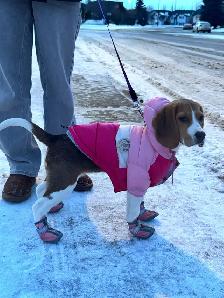 Adorable Beagle Puppy Looking for a Loving Home ❤️ - Photo 2
