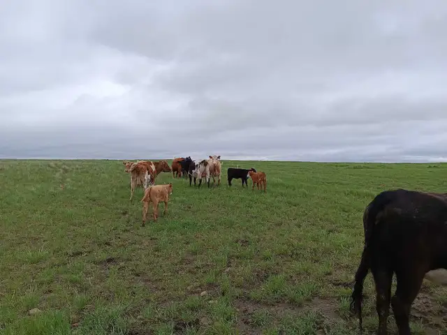 cow calve pairs