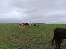 cow calve pairs