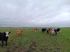 cow calve pairs - Photo 2
