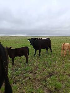 cow calve pairs - Photo 3