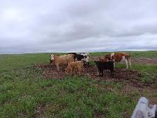 cow calve pairs - Photo 4