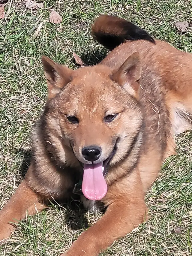 Sweet Shiba Inu boy