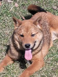 Sweet Shiba Inu boy