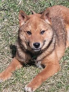 Sweet Shiba Inu boy - Photo 2