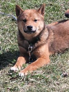 Sweet Shiba Inu boy - Photo 3