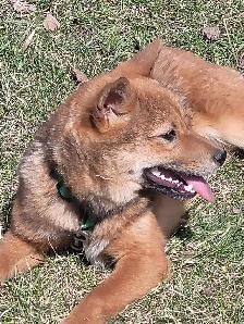 Sweet Shiba Inu boy - Photo 4