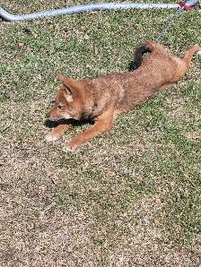 Sweet Shiba Inu boy - Photo 5
