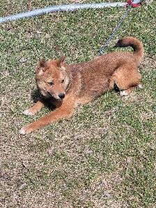Sweet Shiba Inu boy - Photo 6